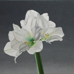 White Amaryllis for Georgia O'Keeffe
