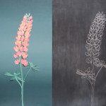 Burned Lupin Oil on masonite