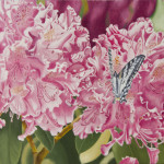 Rhododendron